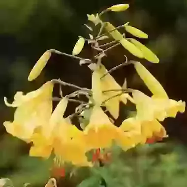 Golden Splendour